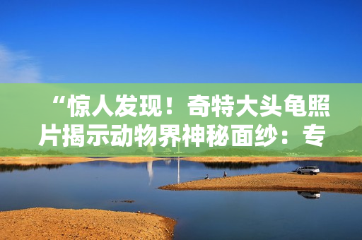 “驚人發(fā)現(xiàn)！奇特大頭龜照片揭示動(dòng)物界神秘面紗：專家稱其可能為新物種！”