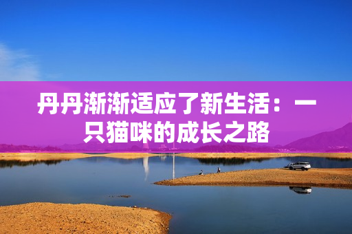 丹丹漸漸適應了新生活：一只貓咪的成長之路